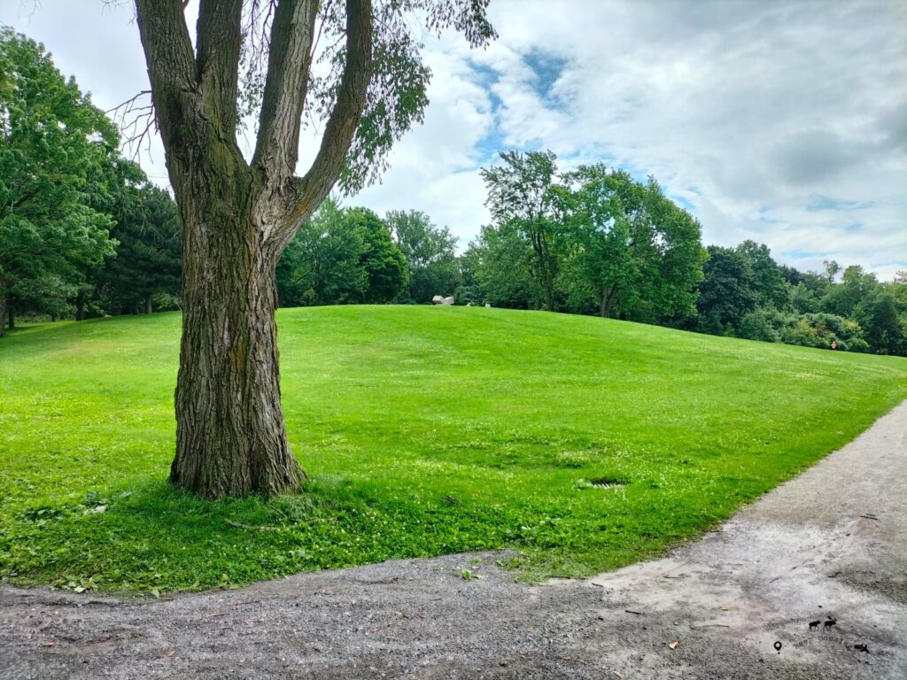 A tree in the foreground and a gentle hill in the background in addition to the gravel road.