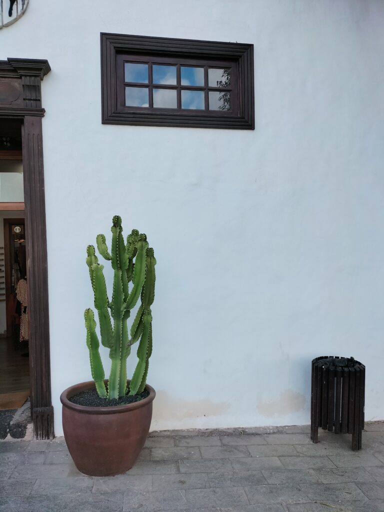 A cactus in the foreground, in the background a white house, a window and a rubbish bin. On the left a door.