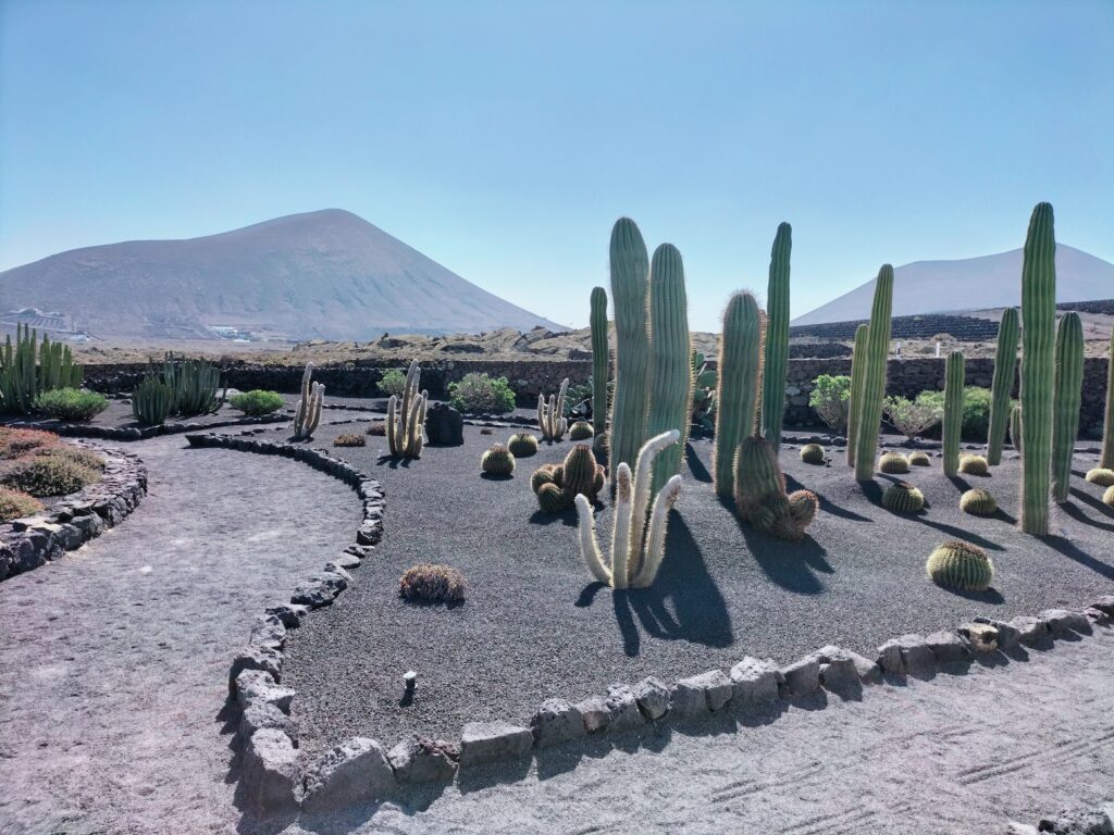 Scenery with numerous cacti and a mountain in the background.