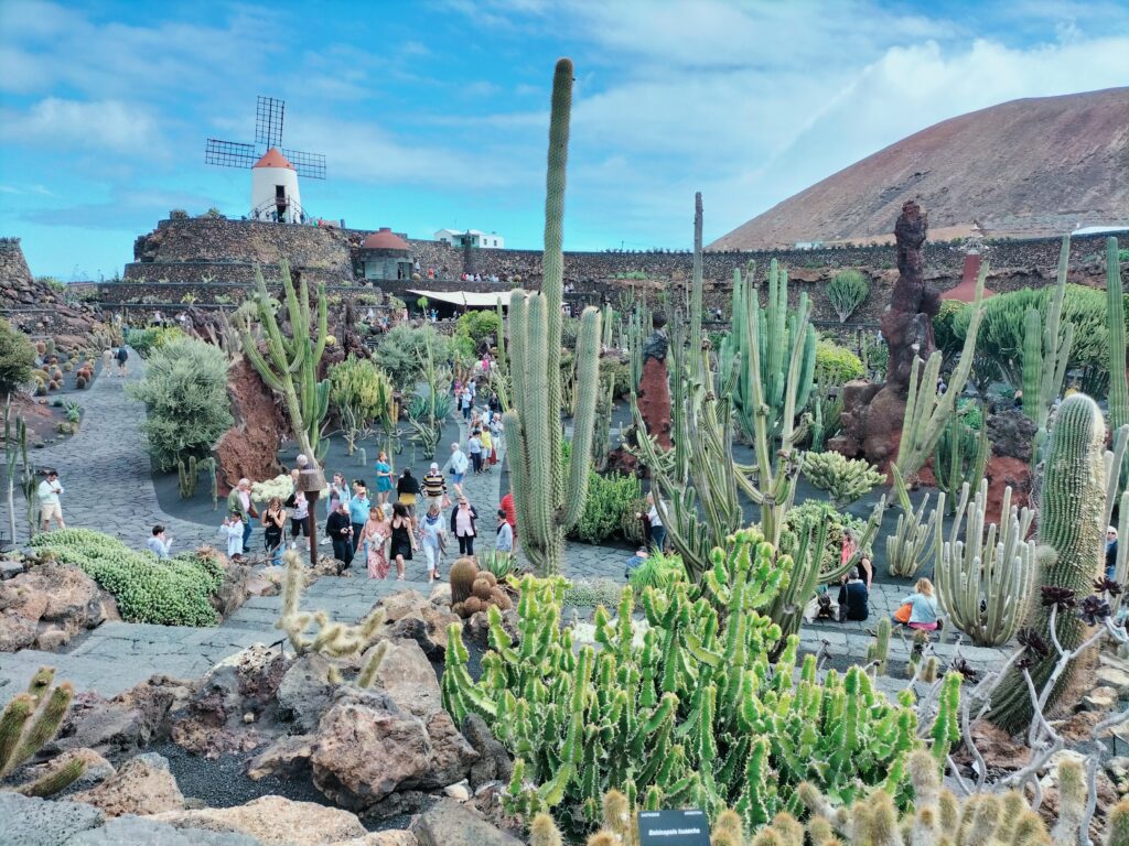 View of the interior of the cactus garden. In the background the windmill.