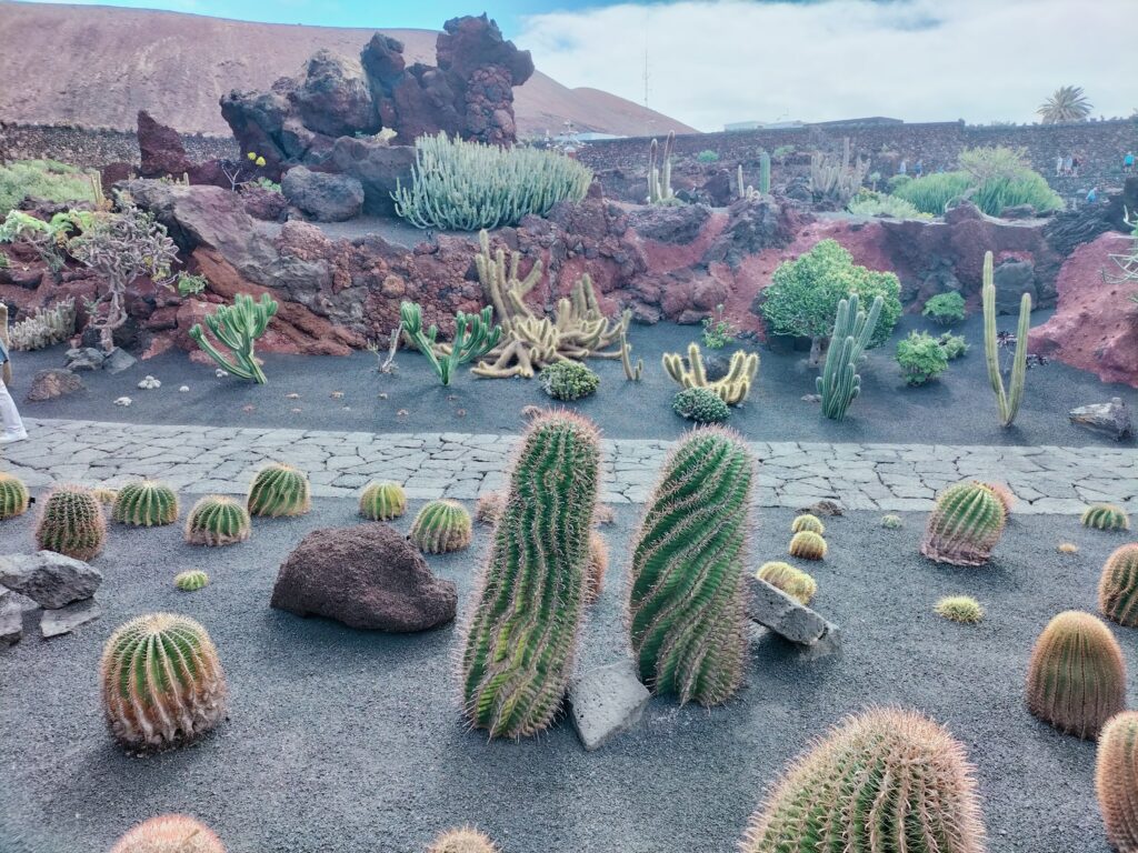 A view of numerous cacti present within the cactus garden.