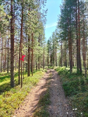 Swedish forest