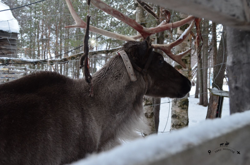 Muzzle of a reindeer photographed up close and through wooden fence.