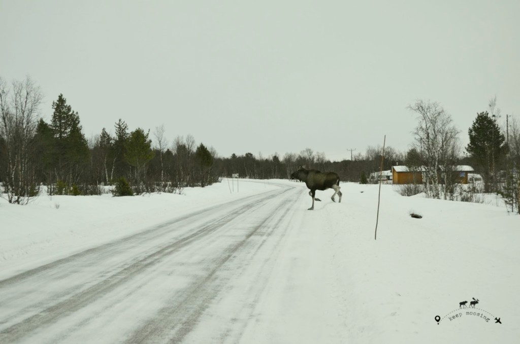 A large moose crossing the snowy road outside Kiruna. In the background a small house.