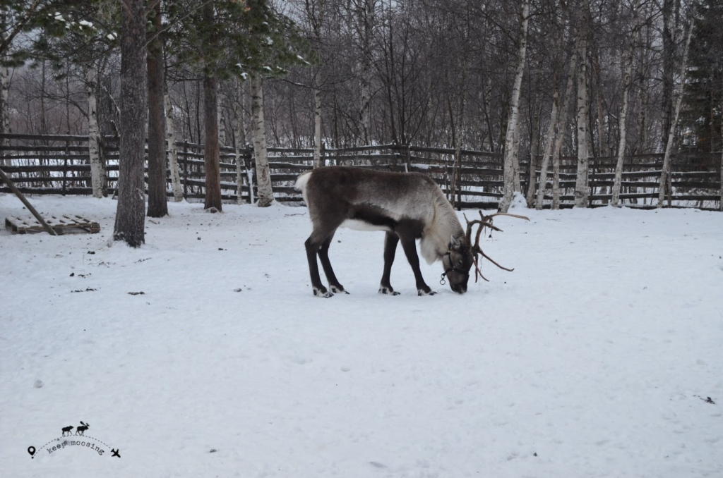 Reindeer photographed from afar and inside his snowy enclosure.