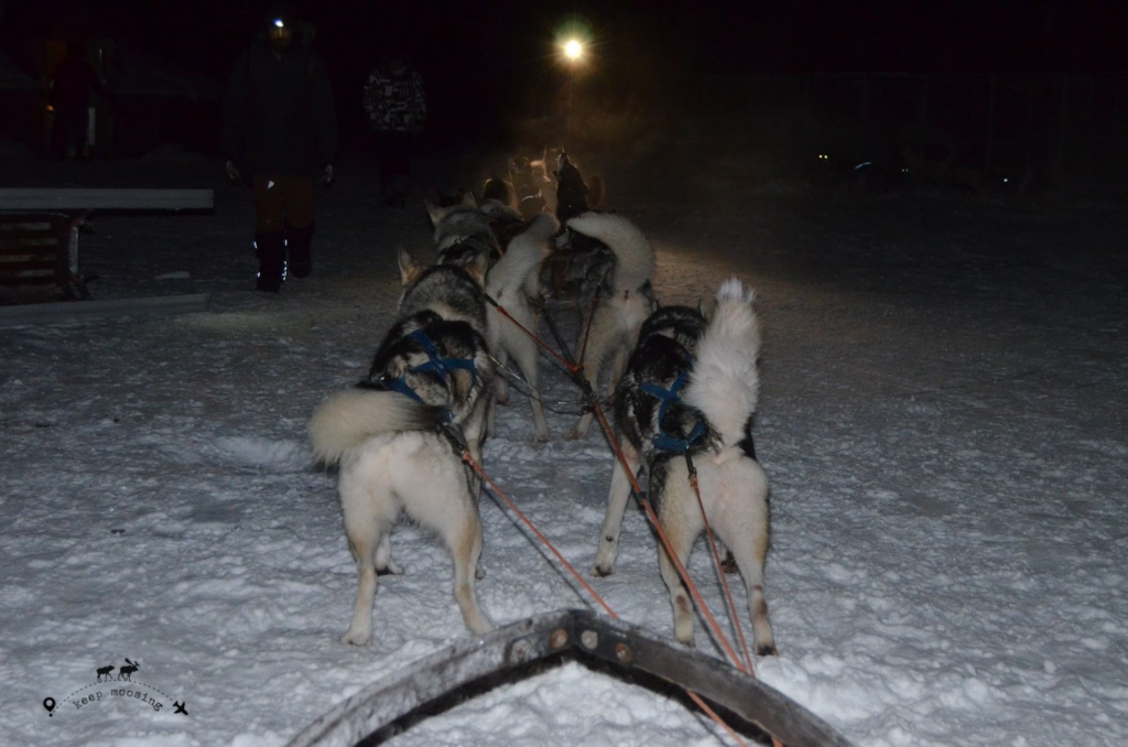 The Husky dogs ready and already tied to the sled waiting to leave for the tour.