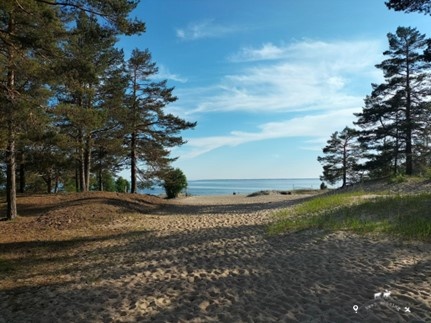 Bettnessand beach with the sandy road in the center that leads to the sea and the trees on the sides.