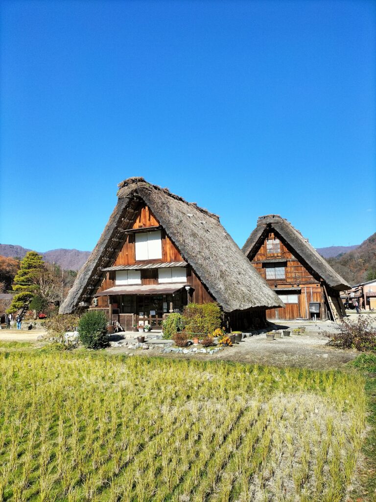 Two examples of houses with sloping thatched roofs. In the background the blue sky and in the foreground the rice fields.