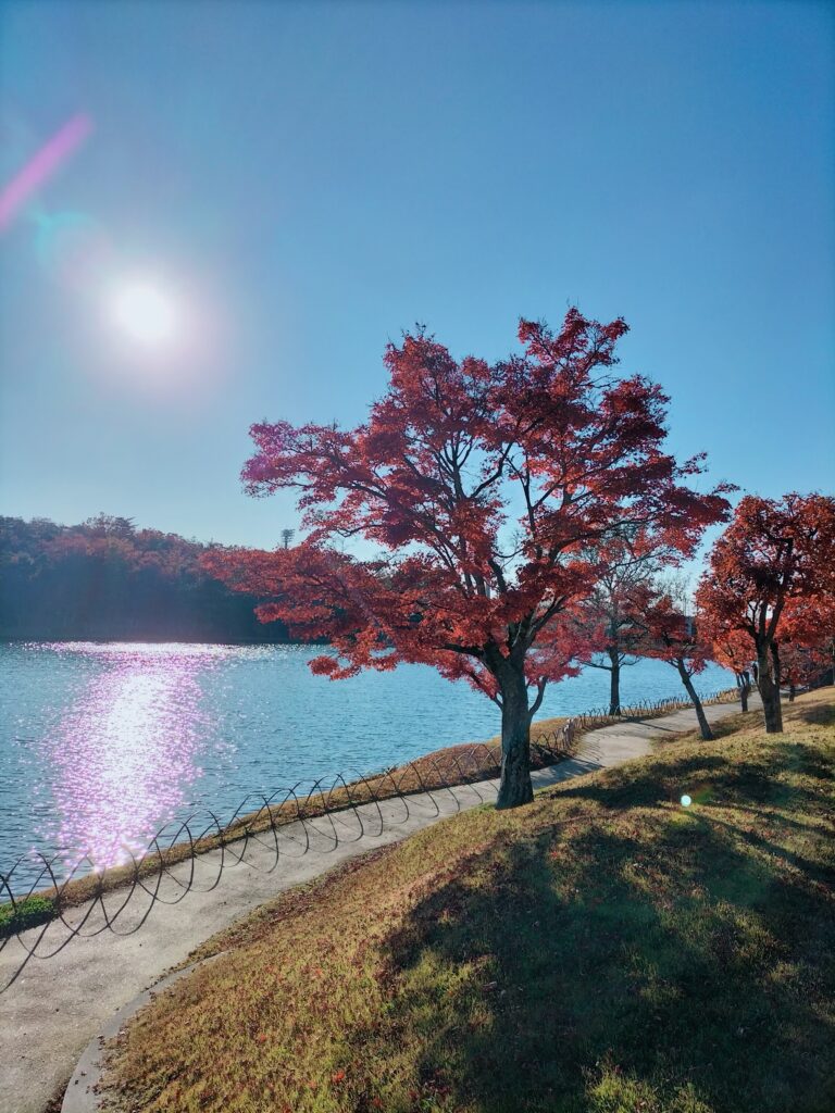 Red maple trees in Ghibli Park with lake.