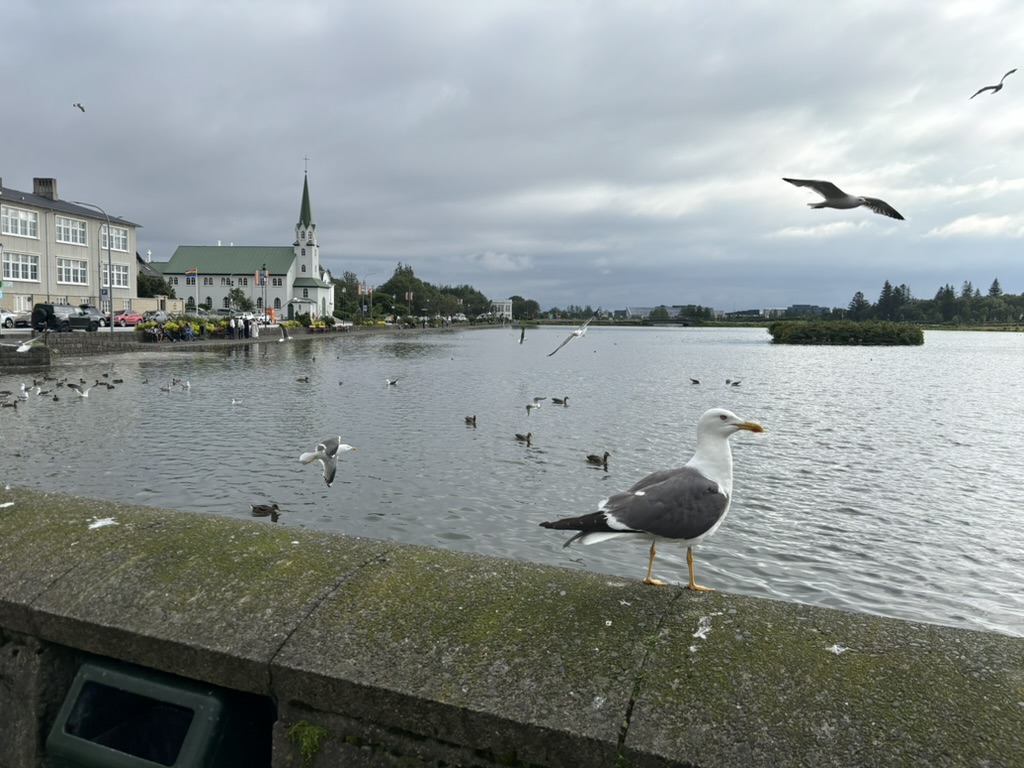 Tjörnin Lake with in the foreground a bird and the church in the background.