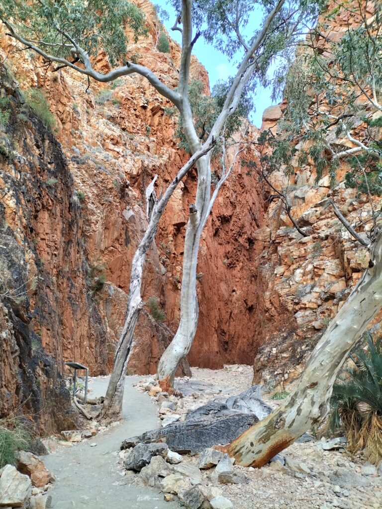 Tree and path in Standley Chasm.