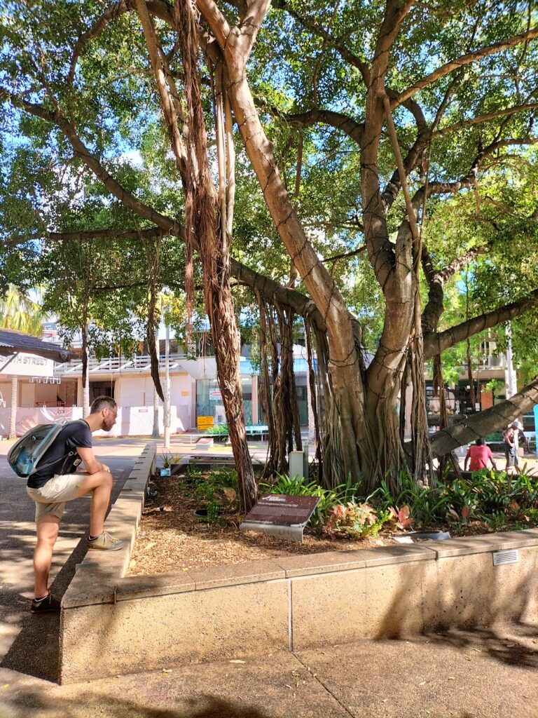 Tiziano looking at the tree in Darwin CBD.