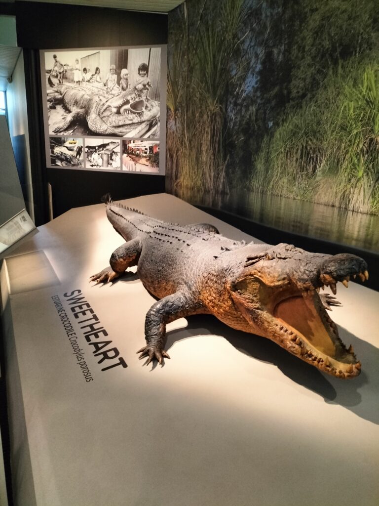 The big crocodile called Sweetheart inside the museum.