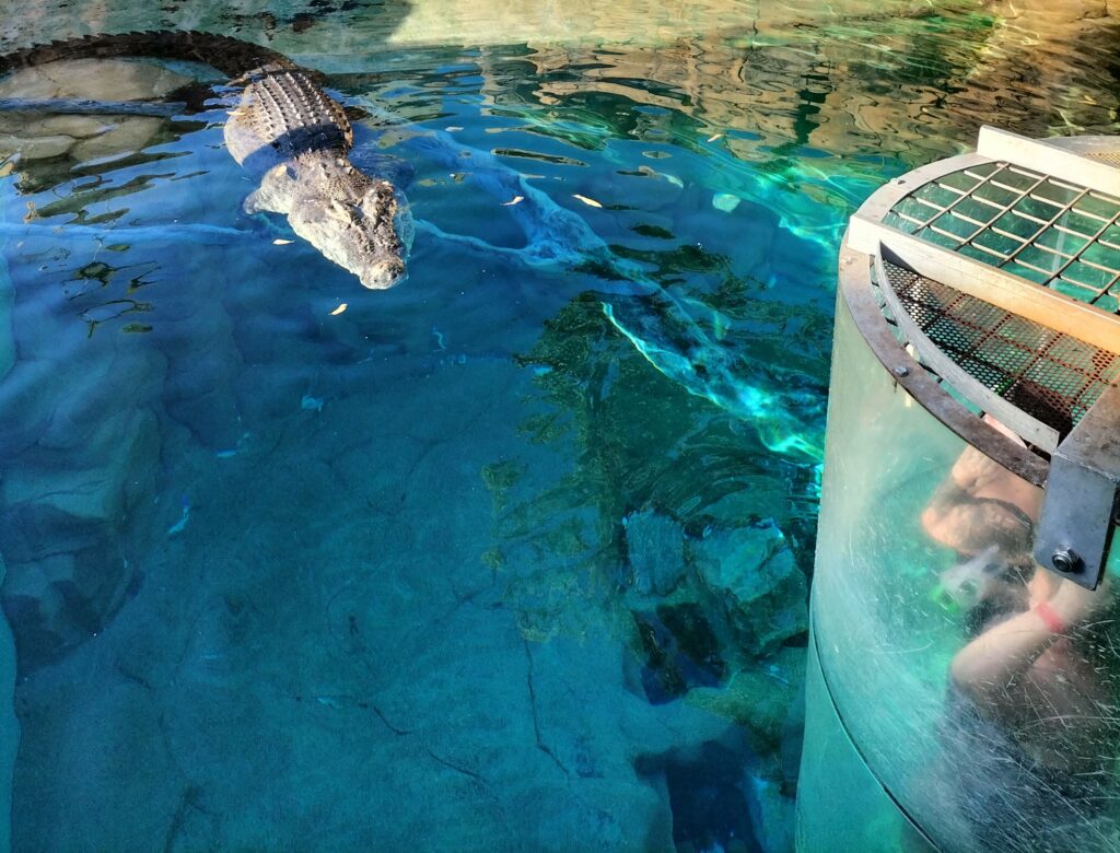 Crocodile during the Cage of Death experience.