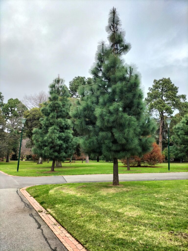 Some trees in the Fitzroy gardens.