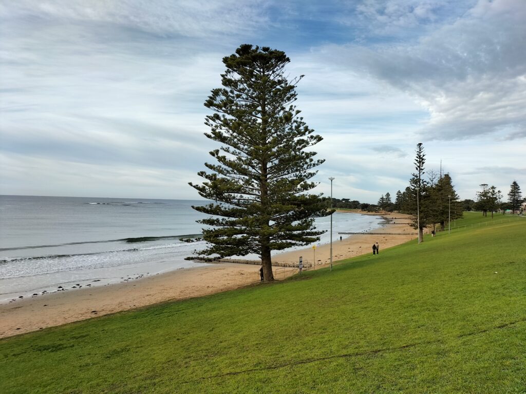 A giant tree on the beach in Torquay.