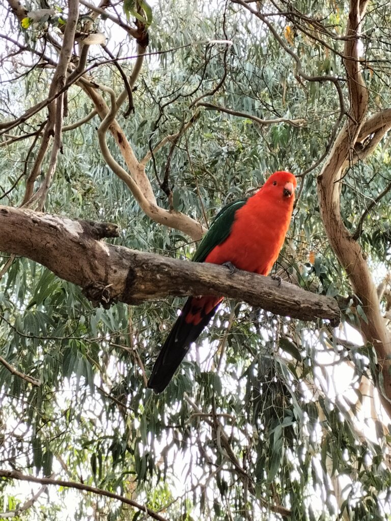 Red parrot on a tree.