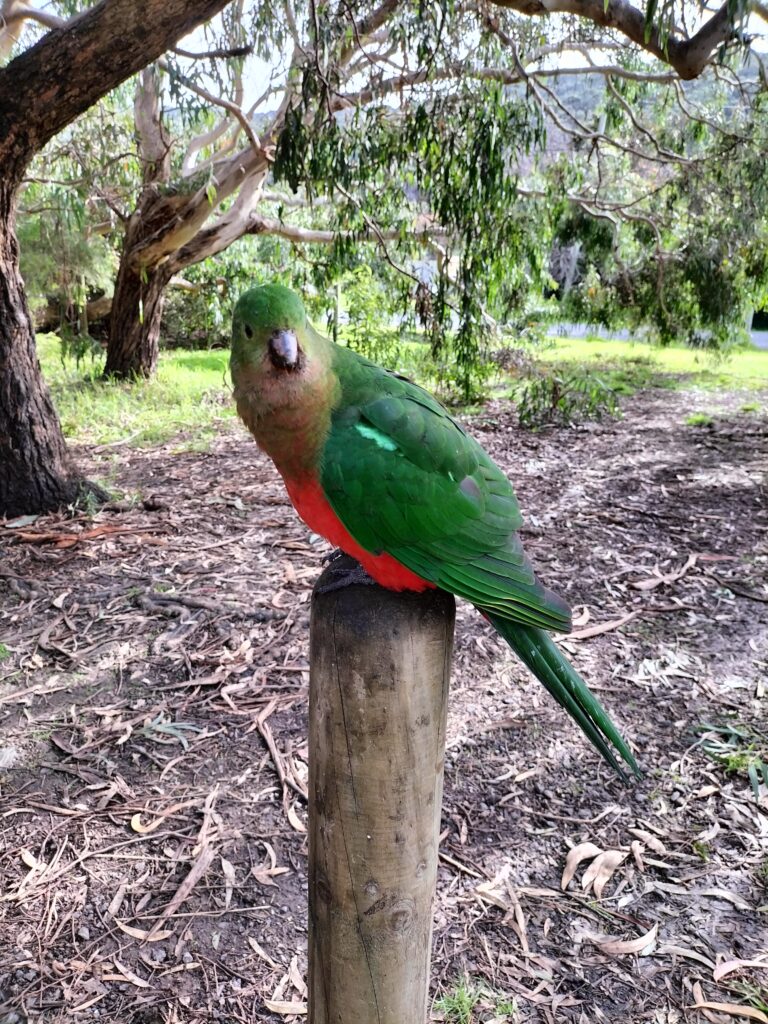 Green parrot on a wooden pole.