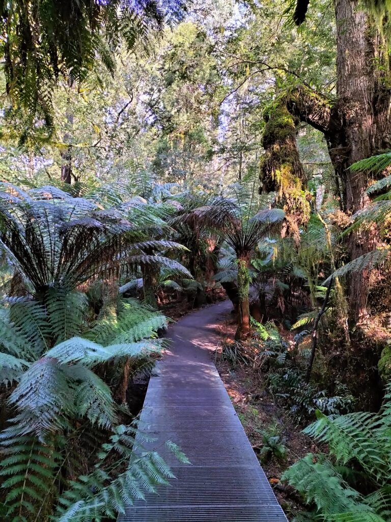 The pathway in the forest among the trees.