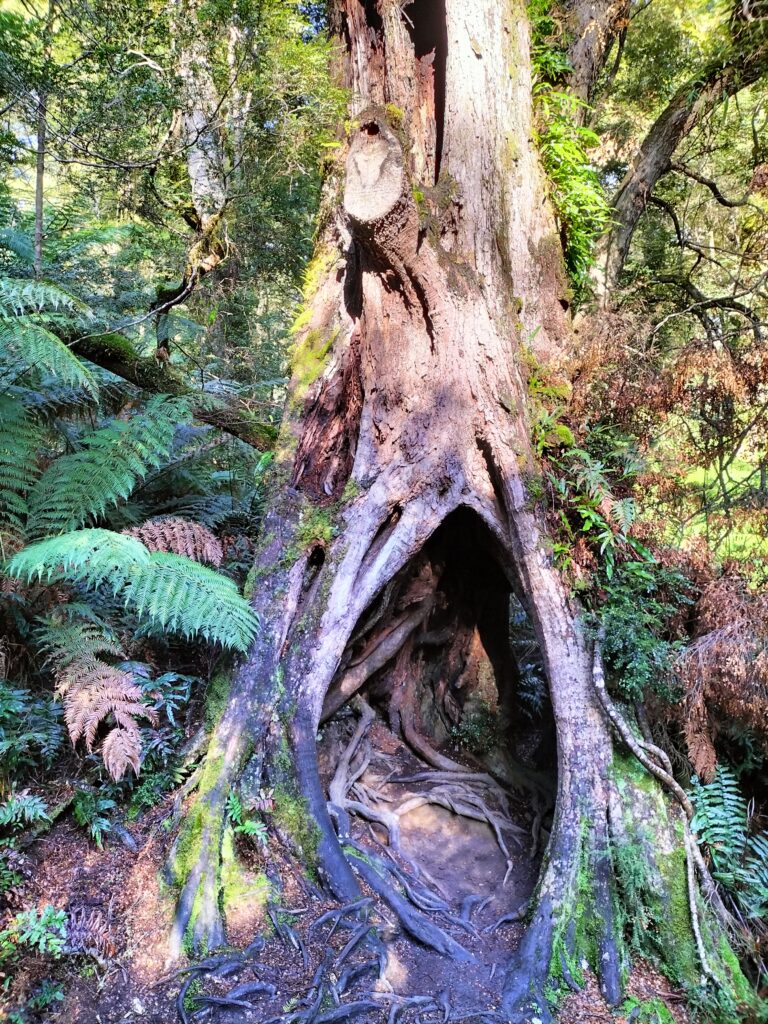 A giant tree in the forest.