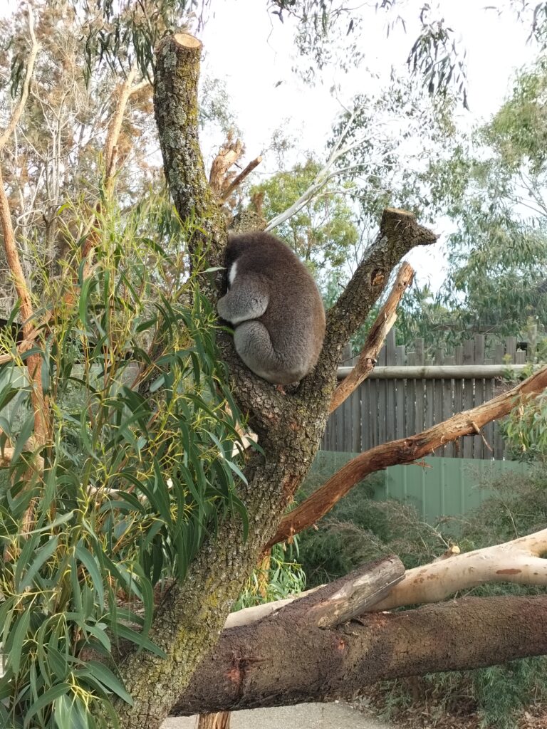 Koala sleeping on a tree.