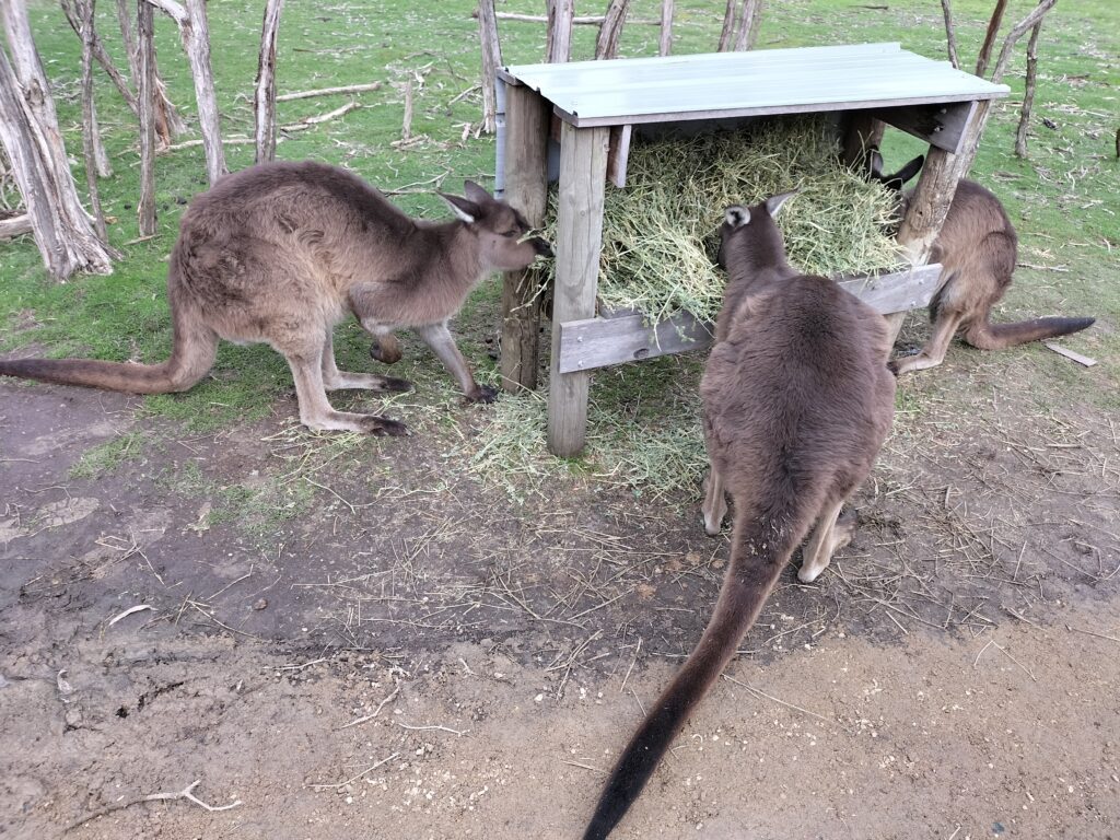 Kangaroos during feeding.