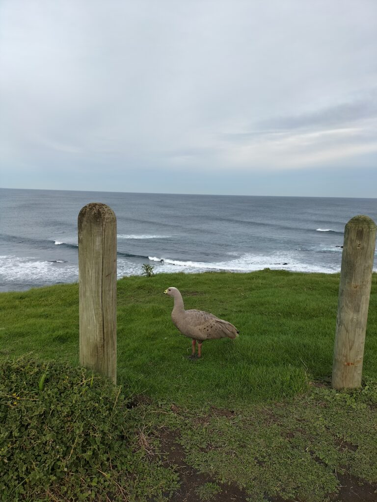 A goose between 2 wooden poles and the sea behind.