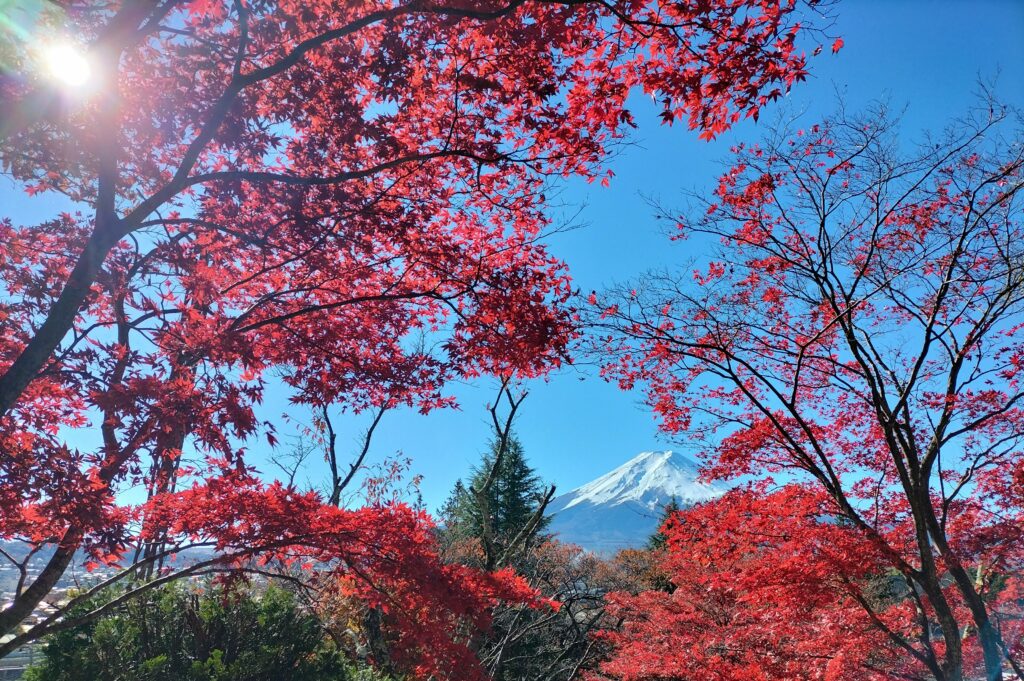 Mt.Fuji appears behind red leaves.